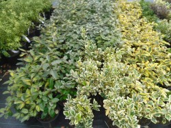 Elaeganus ebbingei 'Limelight', Euonymus japonicus 'Bravo' & Elaeganus ebbingei 'Gilt Edge' from Dunwiley Nurseries Ltd., Stranorlar, Co. Donegal.