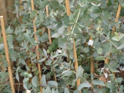 Eucalyptus archeri from Dunwiley Nurseries Ltd., Stranorlar, Co. Donegal.