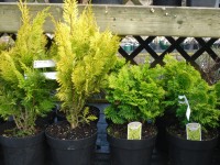 Chamaecyparis lawsoniana 'Yvonne' and obtusa 'Nana Lutea', Conifers from Dunwiley Nurseries Ltd., Stranorlar, Co. Donegal, Ireland