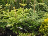 Abies Koreana, Conifer from Dunwiley Nurseries Ltd., Stranorlar, Co. Donegal, Ireland