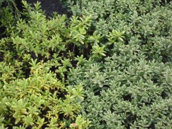 Hebe rakaiensis & Hebe pinguifolia 'Sutherlandii' from Dunwiley Nurseries Ltd., Stranorlar, Co. Donegal, Ireland