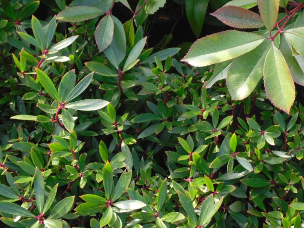 Drimys aromatica from Dunwiley Nurseries Ltd., Stranorlar, Co. Donegal.