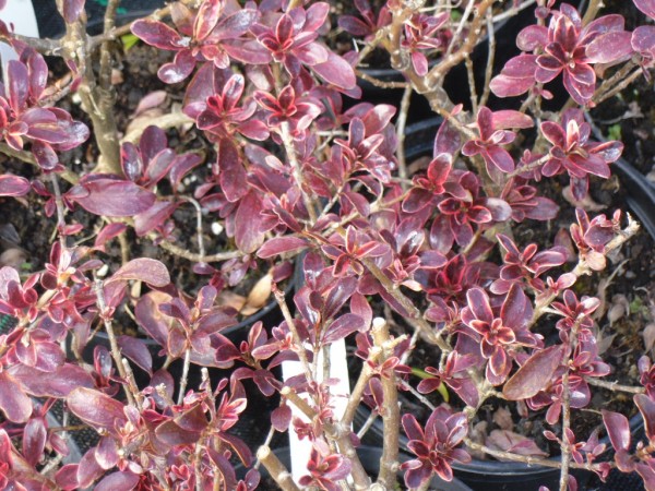 Coprosma 'Fireburst' from Dunwiley Nurseries Ltd., Stranorlar, Co. Donegal.