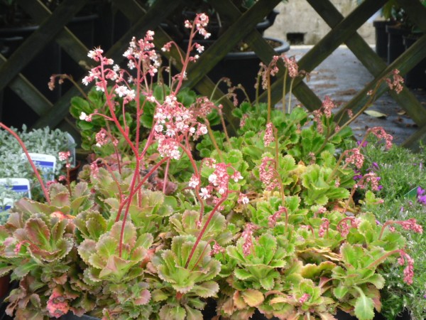 Saxifraga x urbium Alpine from Dunwiley Nurseries and Garden Centre, Stranorlar, Co. Donegal, Ireland