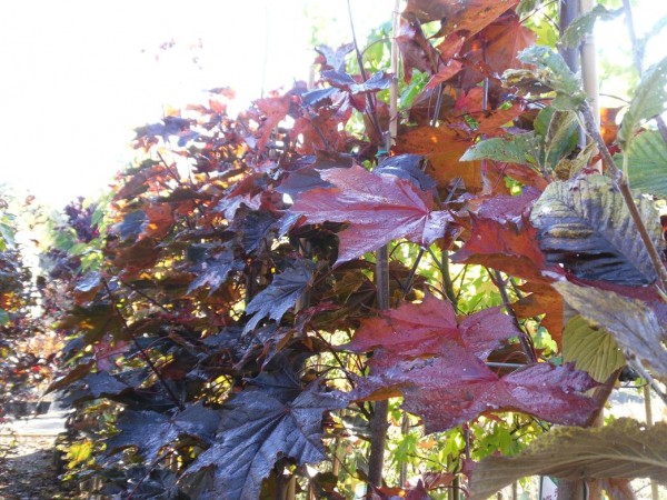 Acer platanoides 'Crimson King' Tree from Dunwiley Nurseries Ltd., Dunwiley, Stranorlar, Co. Donegal, Ireland.