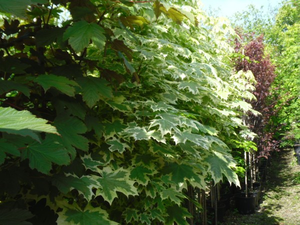 Acer platanoides 'Drummondii' Tree from Dunwiley Nurseries Ltd., Dunwiley, Stranorlar, Co. Donegal, Ireland.