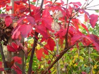 Acer griseum Tree from Dunwiley Nurseries Ltd., Dunwiley, Stranorlar, Co. Donegal, Ireland.