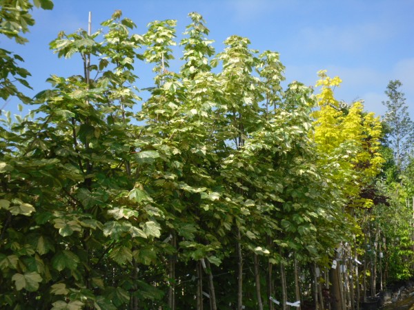 Acer pseudoplatanus 'Prinz Handjery' Tree from Dunwiley Nurseries Ltd., Dunwiley, Stranorlar, Co. Donegal, Ireland.