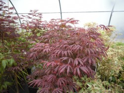 Acer palmatum 'Trompenburg' & 'Butterfly' Japanese Maples from Dunwiley Nurseries Ltd., Stranorlar, Co. Donegal, Ireland