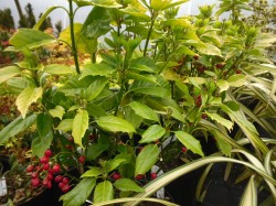 Aucuba japonica 'Rozannie' from Dunwiley Nurseries Ltd., Stranorlar, Co. Donegal.