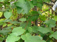 Alnus cordata Tree from Dunwiley Nurseries Ltd, Dunwiley, Stranoralar, Co. Donegal.