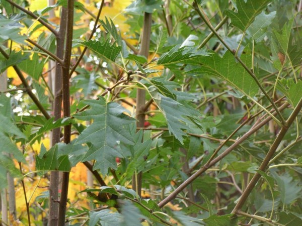 Alnus glutinosa 'Lancinata' Tree from Dunwiley Nurseries Ltd, Dunwiley, Stranoralar, Co. Donegal.