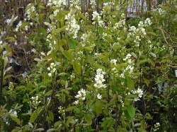 Amelanchier anifolia 'Obelisk' from Dunwiley Nurseries Ltd., Stranorlar, Co. Donegal.