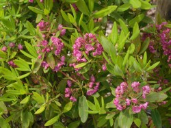 Kalmia agustifolia f. rubra (Sheep Laurel) from Dunwiley Nurseries Ltd., Stranorlar, Co. Donegal, Ireland