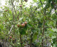 Apple Trees