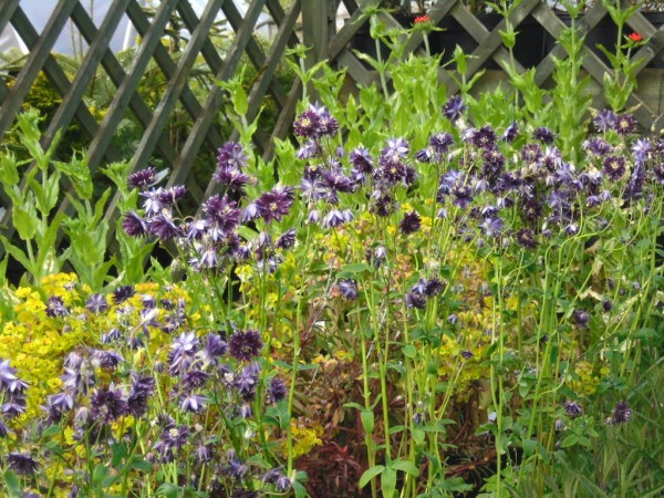 Aquilegia vulgaris  'Nora Barlow'  from Dunwiley Nurseries Ltd., Stranorlar, Co. Donegal, Ireland