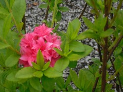 Azalea knap hill 'Homebush' from Dunwiely Nurseries Ltd., Donegal, Ireland