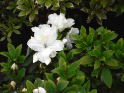 Azalea 'Mount Everest' from Dunwiely Nurseries Ltd., Donegal, Ireland