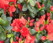 Azaleas