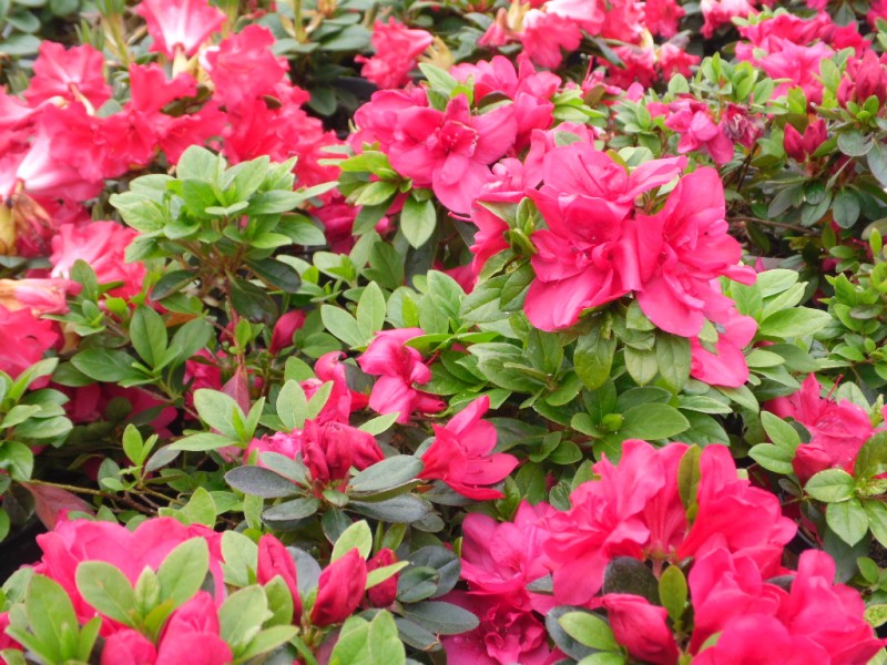 Azalea 'Mother's Day' from Dunwiely Nurseries Ltd., Donegal, Ireland