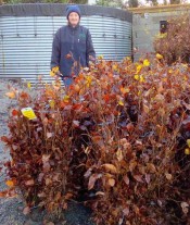 Bare Root Hedging