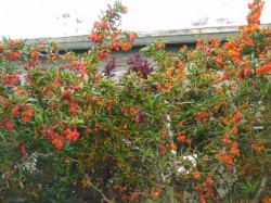 Berberis stenophylla 'Corallina Compacta' from Dunwiley Nurseries Ltd., Stranorlar, Co. Donegal.