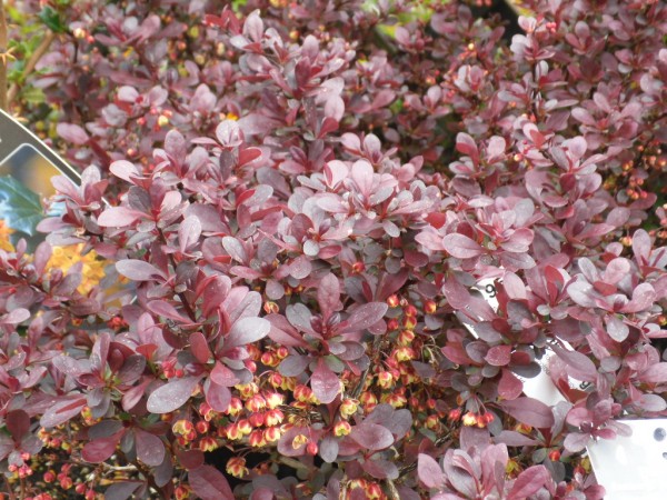 Berberis thunbergii 'Atropurpurea Nana' from Dunwiley Nurseries Ltd., Stranorlar, Co. Donegal.