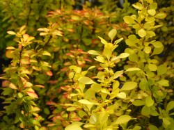 Berberis thunbergii 'Maria' from Dunwiley Nurseries Ltd., Stranorlar, Co. Donegal.