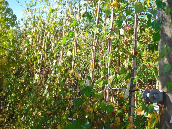 Betula pendula 'Youngii' Tree from Dunwiley Nurseries Ltd., Dunwiley,  Stranorlar, Co. Donegal, Ireland.