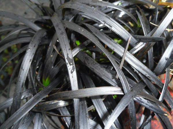 Ophiopogon Planiscapus Nigrescens (Black Grass)  from Dunwiley Nurseries, Co. Donegal, Ireland