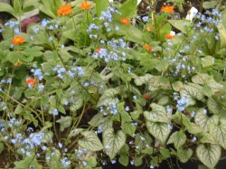 Brunnera macrophylla 'Jack Frost' from Dunwiley Nurseries Ltd., Stranorlar, Co. Donegal, Ireland