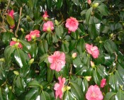 Camellias