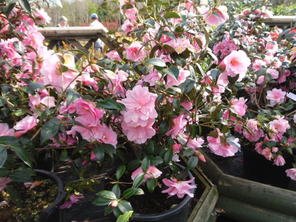 Camellia x williamsii 'Donation' from Dunwiley Nurseries Ltd, Stranorlar, Co. Donegal,  Ireland