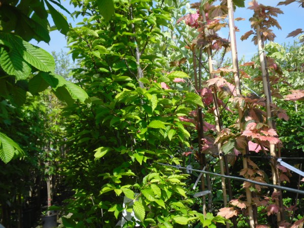 Carpinus betulus 'Fasigiata' Tree from Dunwiley Nurseries Ltd., Dunwiley, Stranorlar, Co. Donegal, Ireland.