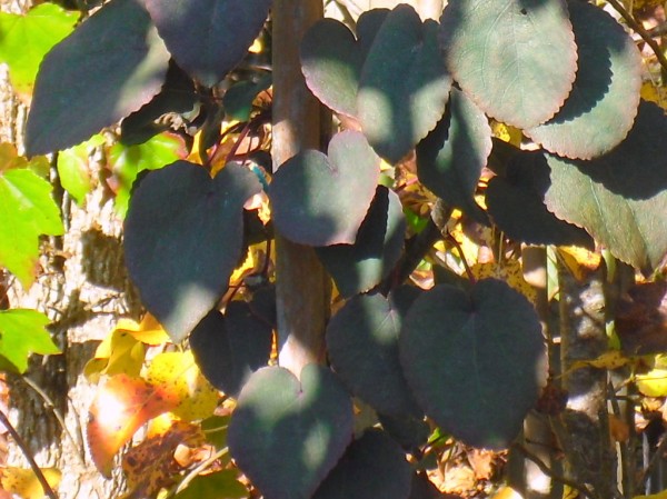 Cercidiphyllum japonicum 'Rotfuchs' Tree from Dunwiley Nurseries Ltd., Dunwiley, Stranorlar, Co. Donegal, Ireland.