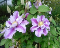 Clematis