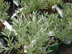 Convolvulus cneorum from Dunwiley Nurseries Ltd., Stranorlar, Co. Donegal.