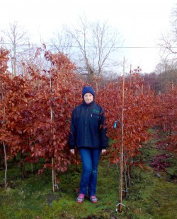 Copper Beech from Dunwiley Nurseries Ltd., Dunwiley, Stranorlar, Co. Donegal, Ireland.