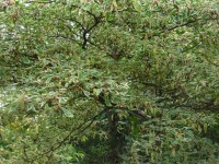 Cornus controversa 'Variegata' Tree from Dunwiley Nurseries Ltd., Dunwiley, Stranorlar, Co. Donegal, Ireland.