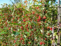 Cotoneaster hybridus 'Pendulus' Tree from Dunwiley Nurseries Ltd., Dunwiley, Stranorlar, Co. Donegal, Ireland.