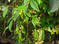 Cotoneaster salicifolius 'Rothschildianus' Tree from Dunwiley Nurseries Ltd., Dunwiley, Stranorlar, Co. Donegal, Ireland.