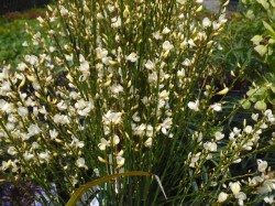 Cytisus x praecox 'Albus' from Dunwiley Nurseries Ltd., Stranorlar, Co. Donegal, Ireland