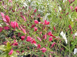 Cytisus x praecox 'Boskoop Ruby' from Dunwiley Nurseries Ltd., Stranorlar, Co. Donegal, Ireland