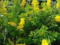 Cytisus 'Porlock' from Dunwiley Nurseries Ltd., Stranorlar, Co. Donegal, Ireland