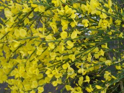 Cytisus x praecox 'Allgold' from Dunwiley Nurseries Ltd., Stranorlar, Co. Donegal, Ireland