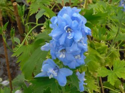 Delphinium 'Pacific Summer Skies' from Dunwiley Nurseries Ltd.,Stranorlar, Co. Donegal, Ireland