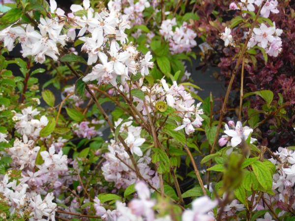 Deutzia hybrida  'Mont Rose' from Dunwiley Nurseries Ltd., Stranorlar, Co. Donegal.