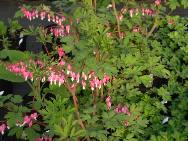 Dicentra spectabilis from Dunwiley Nurseries Ltd.,Stranorlar, Co. Donegal, Ireland