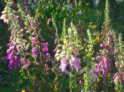 Foxgloves from Dunwiley Nurseries Ltd.,Stranorlar, Co. Donegal, Ireland