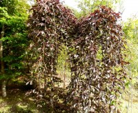 Open Ground Trees from Dunwiley Nurseries, Stranorlar, Co. Donegal, Ireland